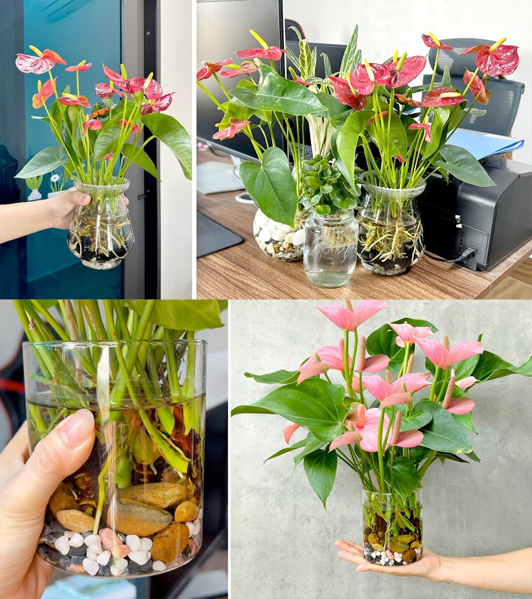 9 Hydroponic Plants Flourish Without Soil, Blooming Directly in Water