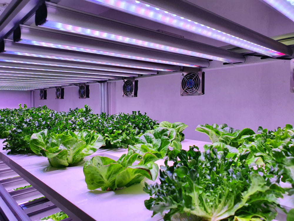 Blockchain Technology in Hydroponics: The Future of Transparent and Sustainable Agriculture