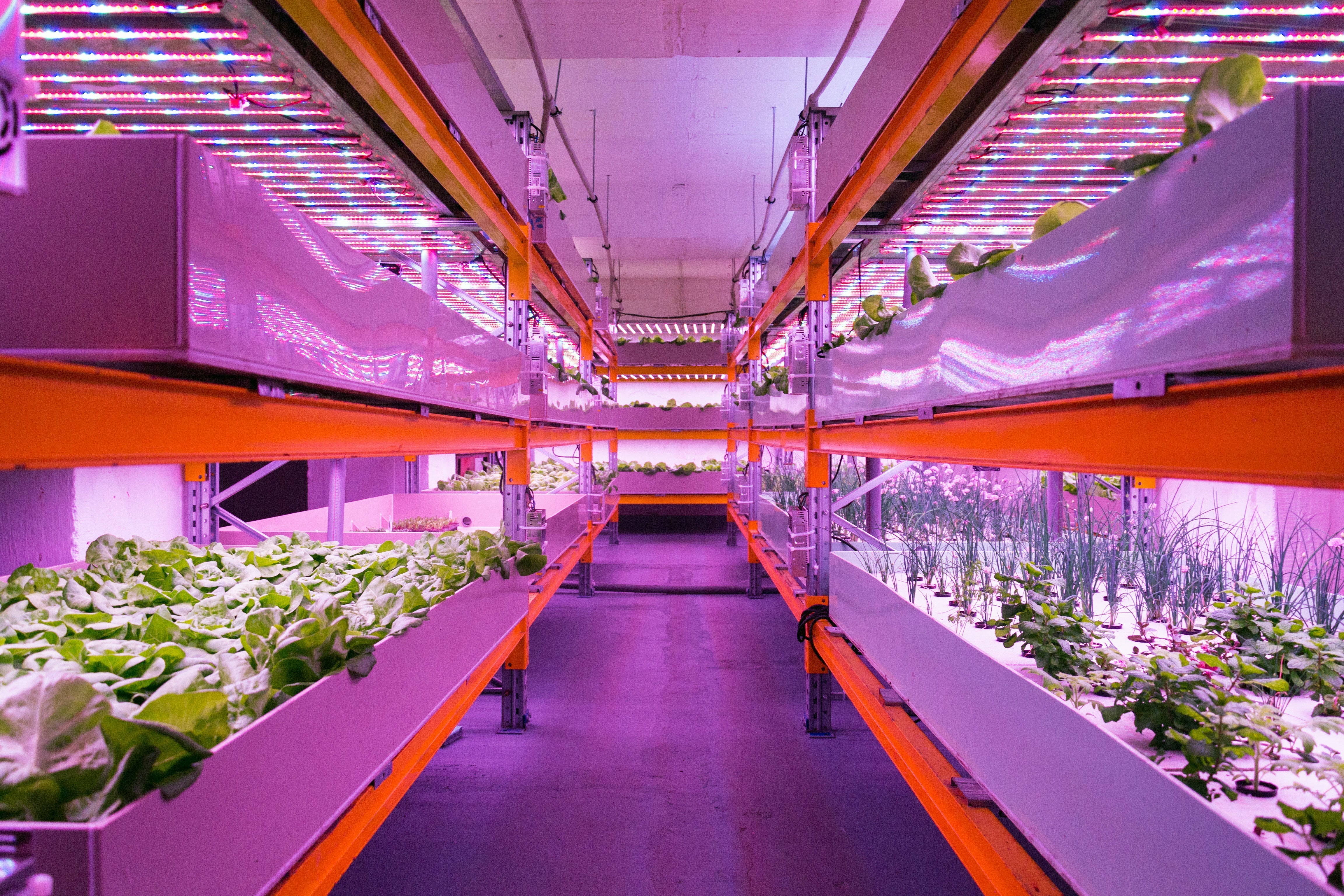 The Importance of LED Lights in Hydroponics: A Cost-Effective and Efficient Lighting Solution