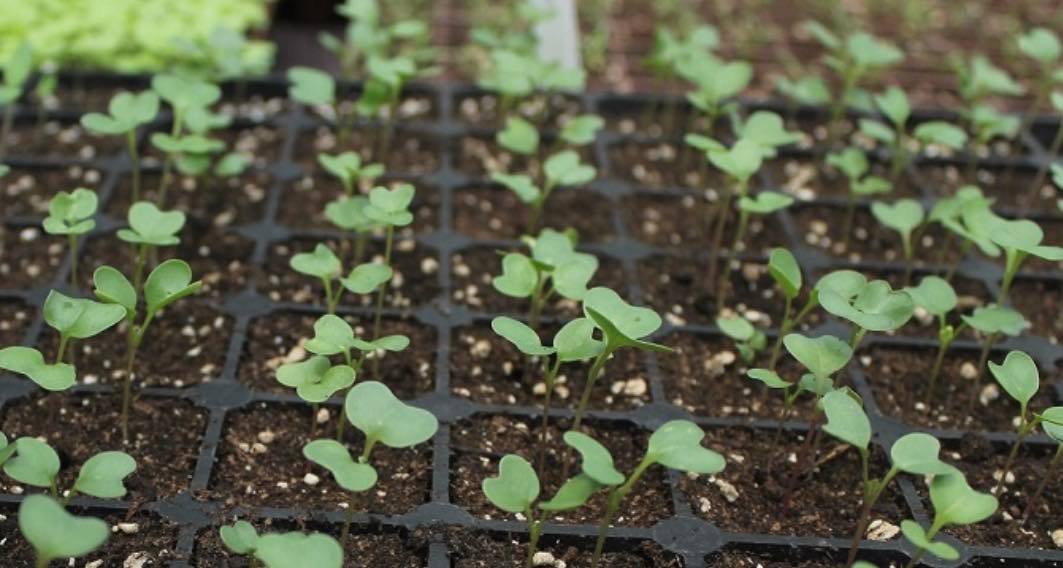 Propagation