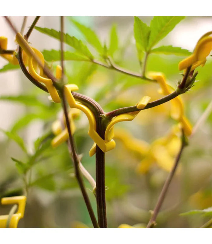 Bud Trainer Bud Clips 20Pk