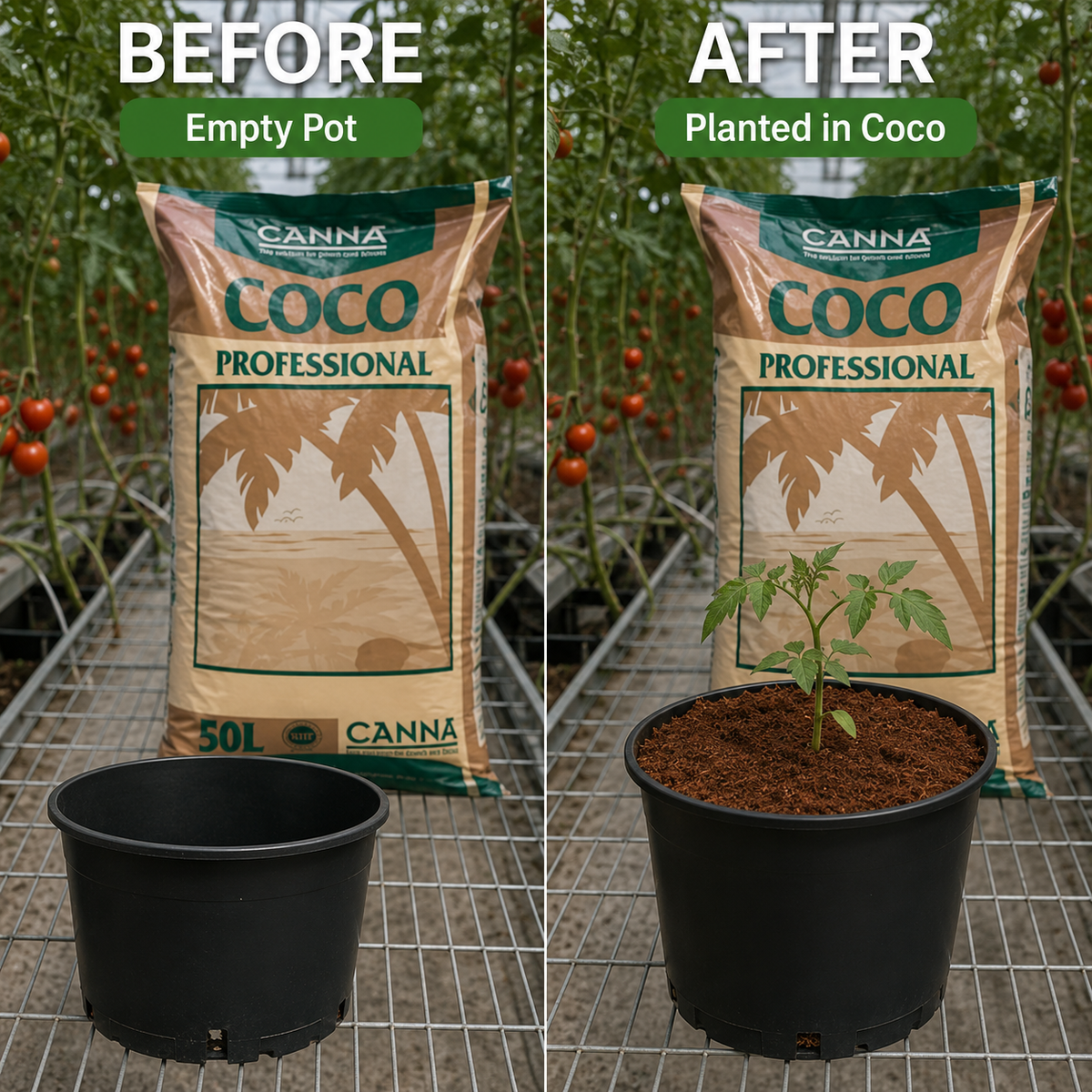 Before and after setup showing an empty pot and the same pot planted with a tomato seedling in Canna Coco Professional.