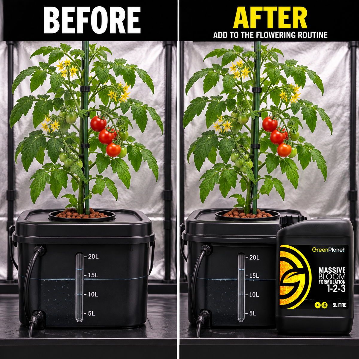 Before-and-after application setup showing the same flowering tomato plant and reservoir before and after GREEN PLANET MASSIVE BLOOM is added to the routine.