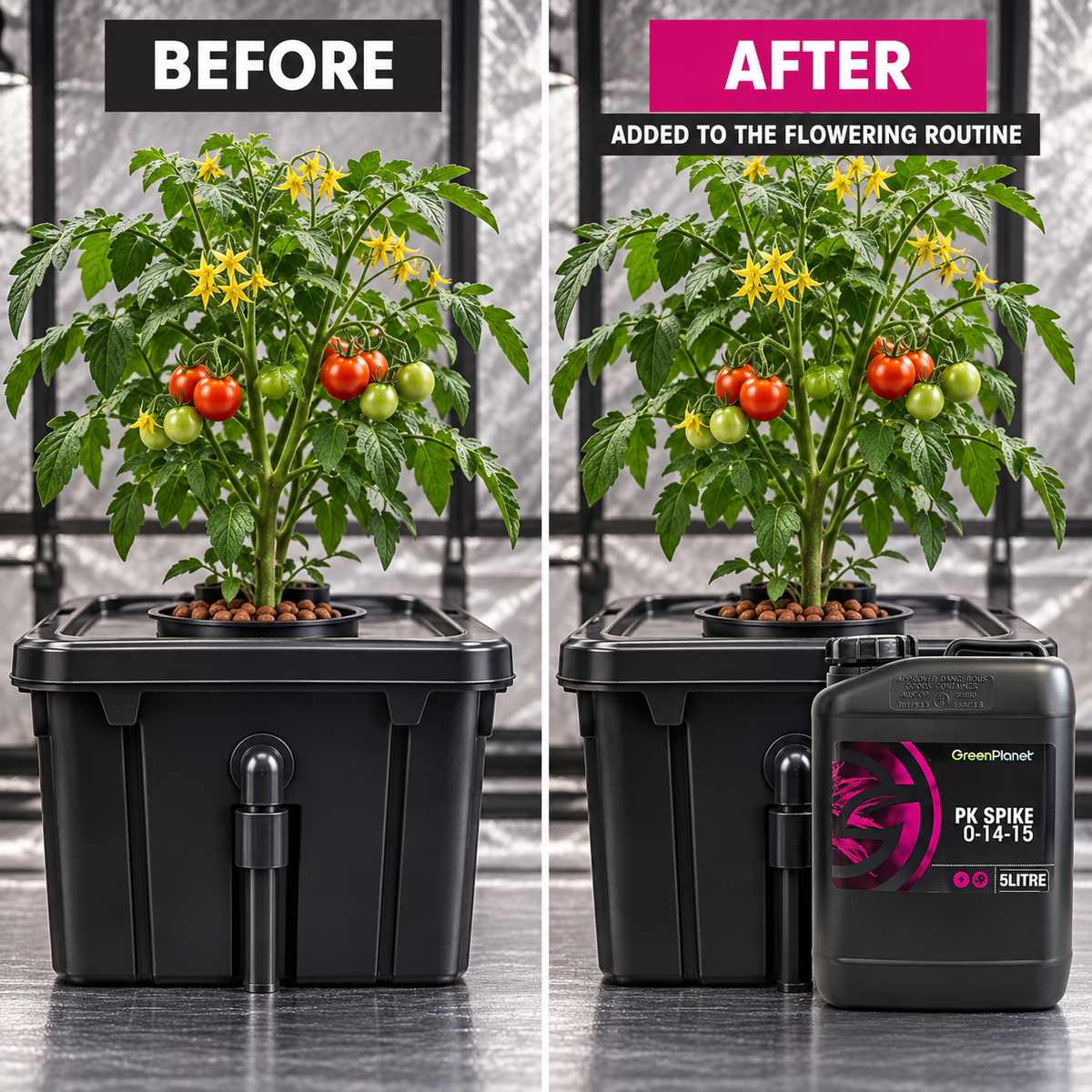 Before-and-after application setup showing the same flowering tomato plant and reservoir before and after GREEN PLANET PK SPIKE is added to the routine.
