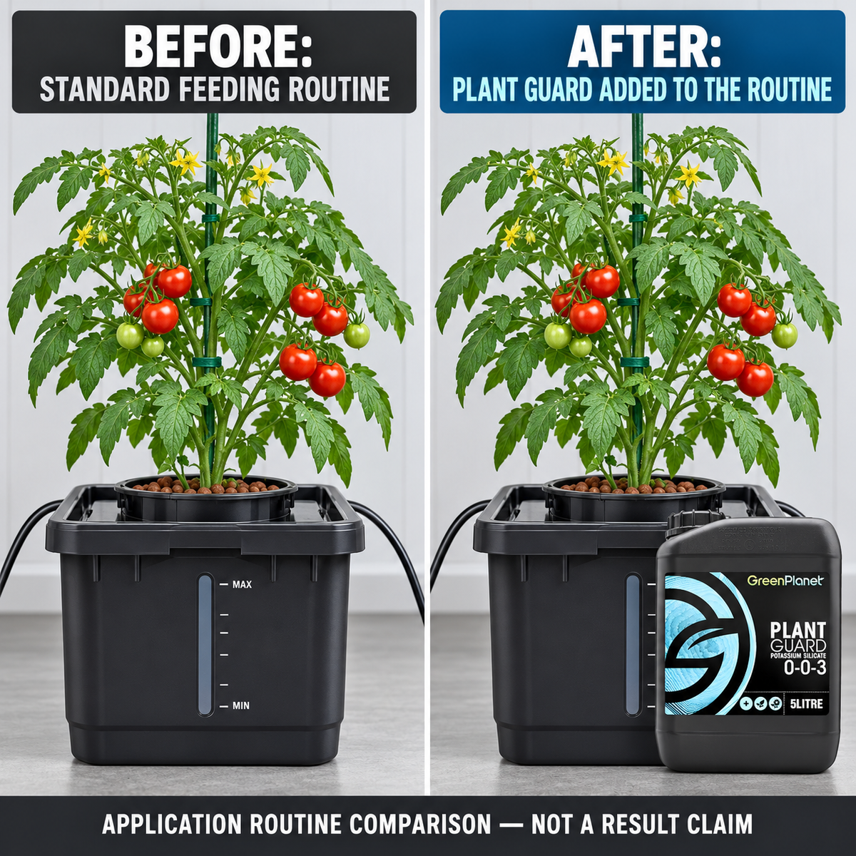 Before-and-after application setup showing the same tomato plant and reservoir before and after GREEN PLANET PLANT GUARD is added to the routine.