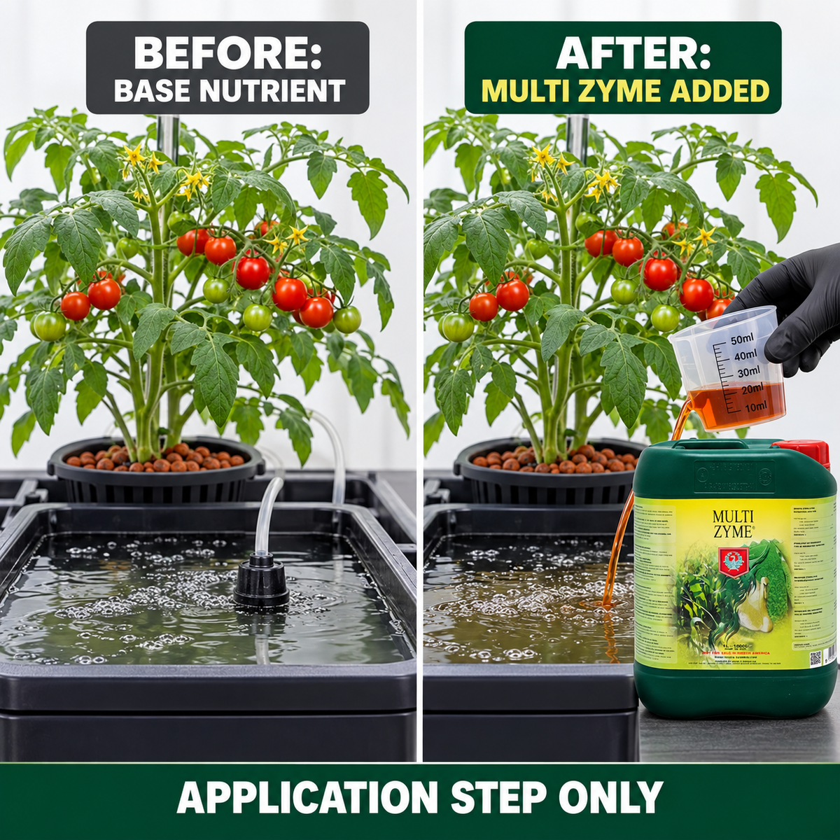 Before-and-after application setup showing the same tomato plant and reservoir before base nutrient and after House & Garden Multizyme is added; application step only.