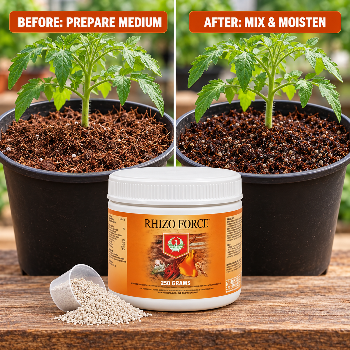 Before-and-after application setup showing the same tomato plant before medium preparation and after Rhizo Force is mixed and moistened.