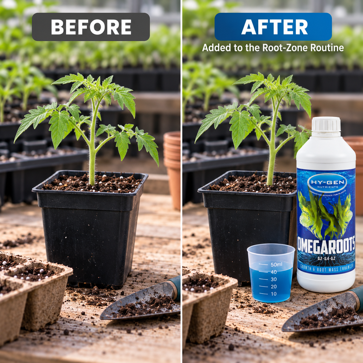 Before-and-after setup showing the same tomato seedling before and after HY-GEN Omegaroots is added to the root-zone routine, without an outcome claim.