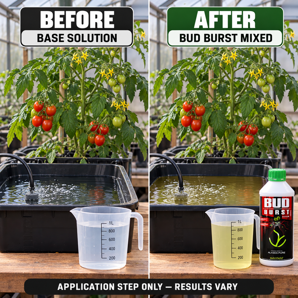 Before-and-after application setup showing the same tomato plant and reservoir before base solution and after Bud Burst is mixed.