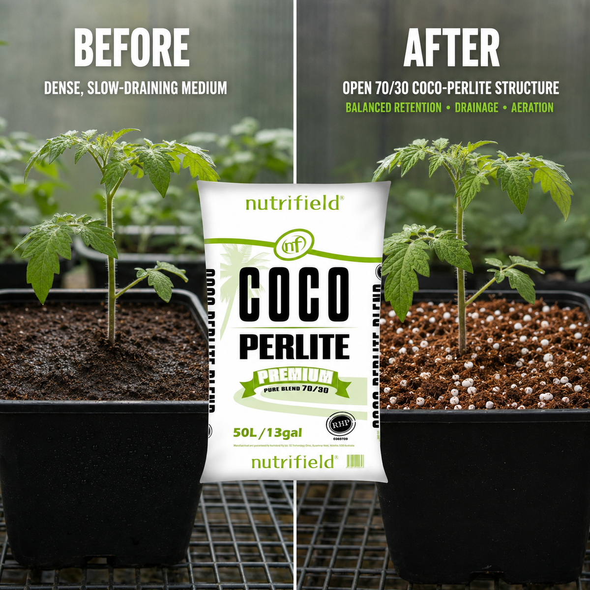 Before and after comparison of dense growing medium and an open Nutrifield 70/30 coco-perlite structure with the same tomato seedling.