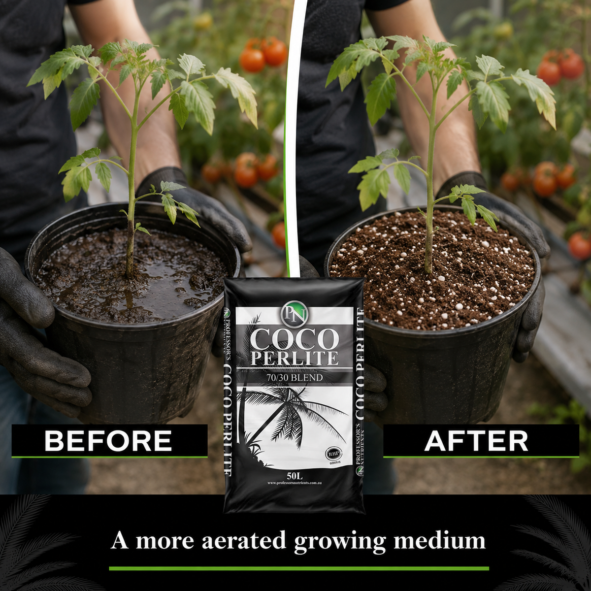 Before and after comparison showing waterlogged medium versus an aerated coco-perlite growing medium with the same tomato plant.