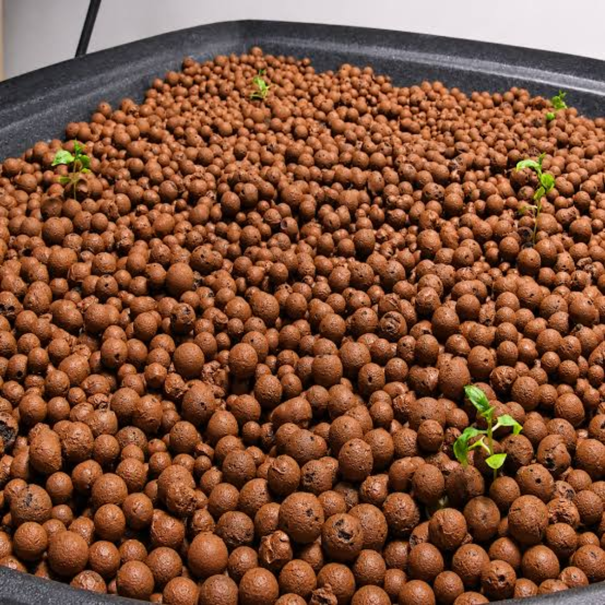 Professor's Nutrients Hydro 50L Clay