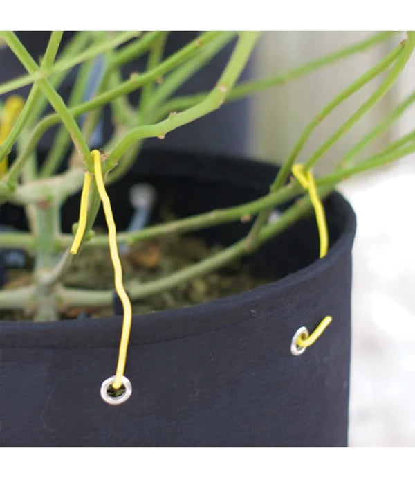 Bud Trainer Bud Huggers