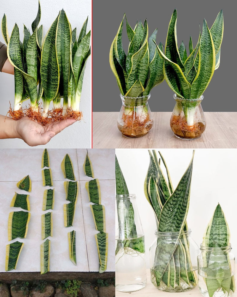 Quick Guide to Multiplying Your Sansevieria: From One Plant to Many