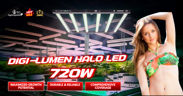 Digi-Lumen Halo LED 720W: The Ideal Indoor Growing Light Available at TG Hydroponics