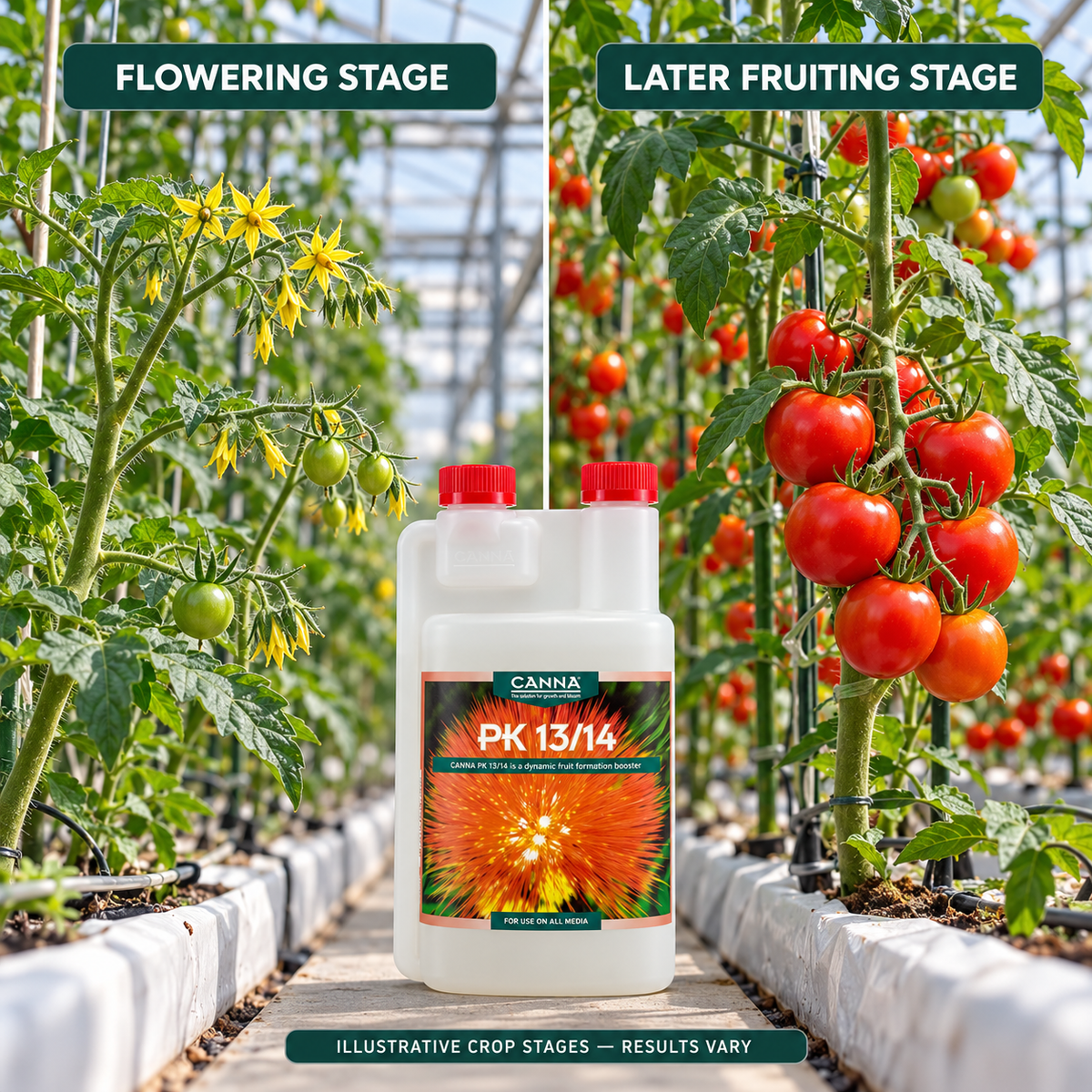 Illustrative flowering and later fruiting stages for tomatoes with CANNA PK 13/14