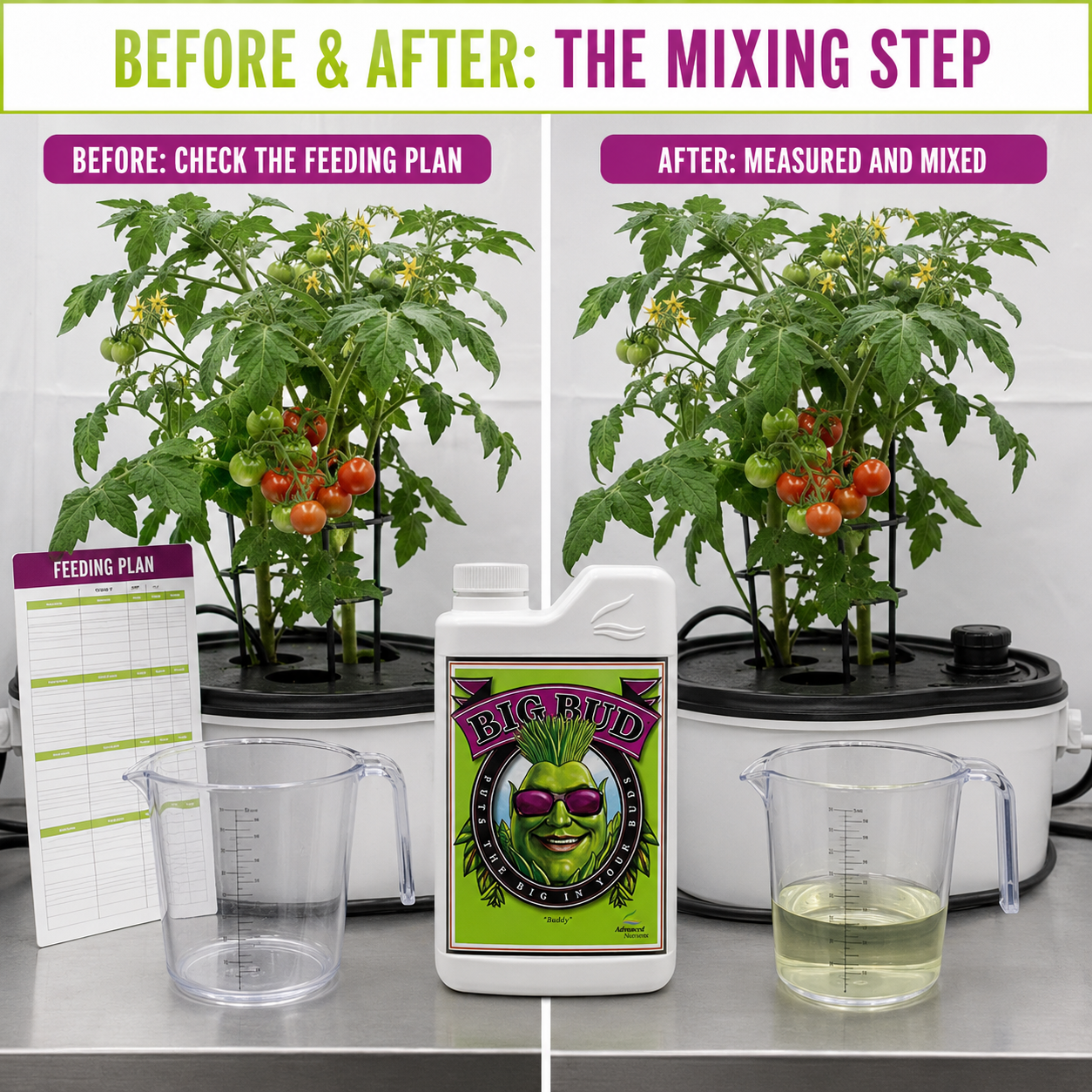 Before and after nutrient-mixing workflow showing the same tomato plant before checking the feeding plan and after measuring and mixing Big Bud.