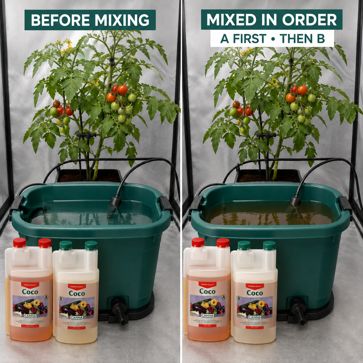Before and after mixing comparison showing the same tomato plant and reservoir before nutrients and after Part A then Part B are mixed.