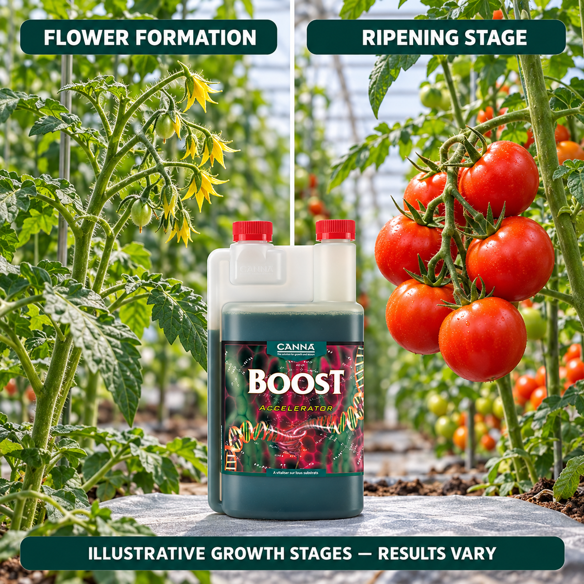 Illustrative tomato flower formation and ripening stages with CANNA Boost Accelerator