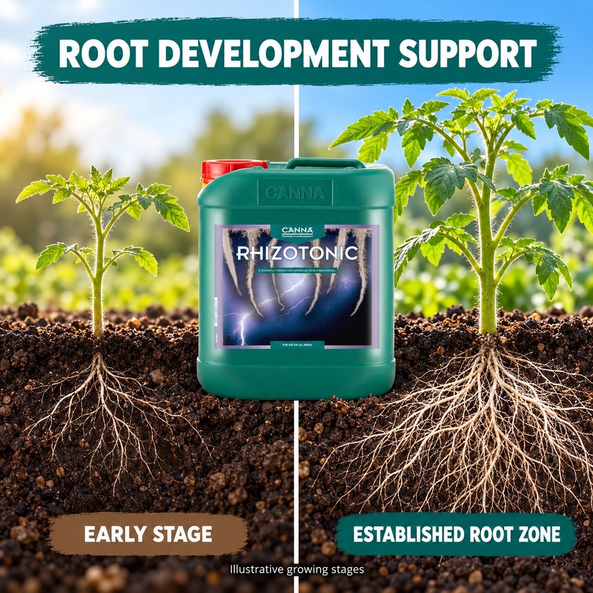 AI-created illustrative CANNA RHIZOTONIC root development comparison for tomato seedlings.