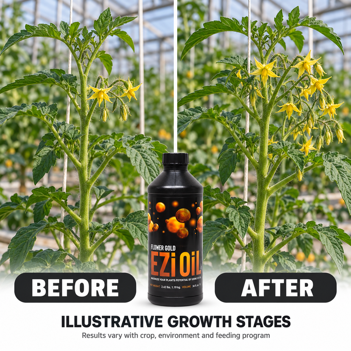Illustrative tomato flowering stages before and after label-directed use of Ezi Oil Flower Gold, with a results-vary notice.