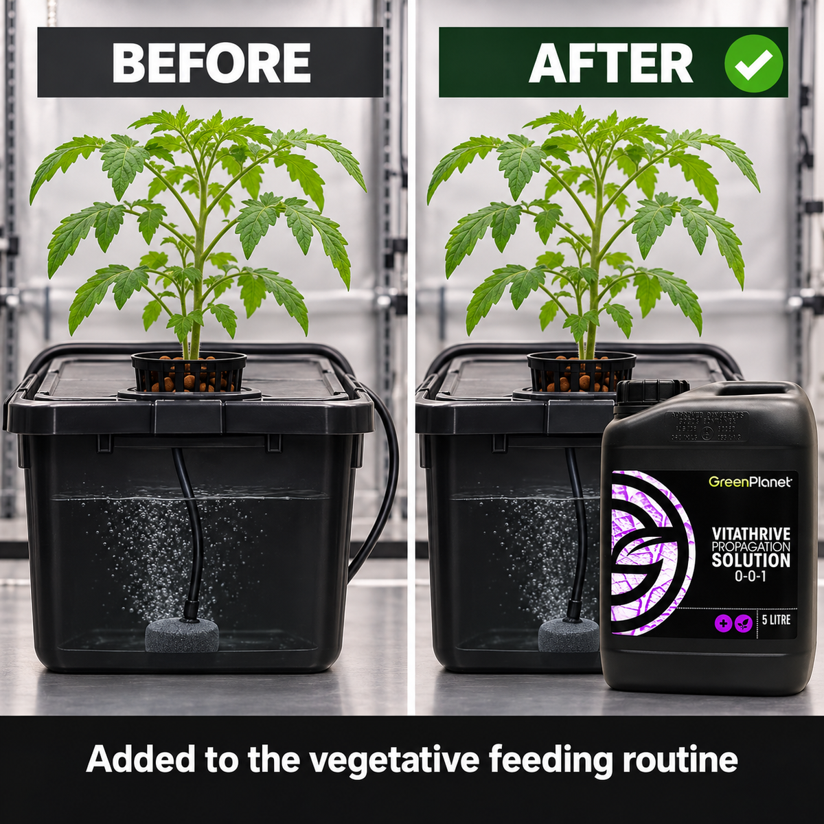 Before-and-after application setup showing the same young tomato plant and reservoir before and after GREEN PLANET VITATHRIVE is added to the routine.