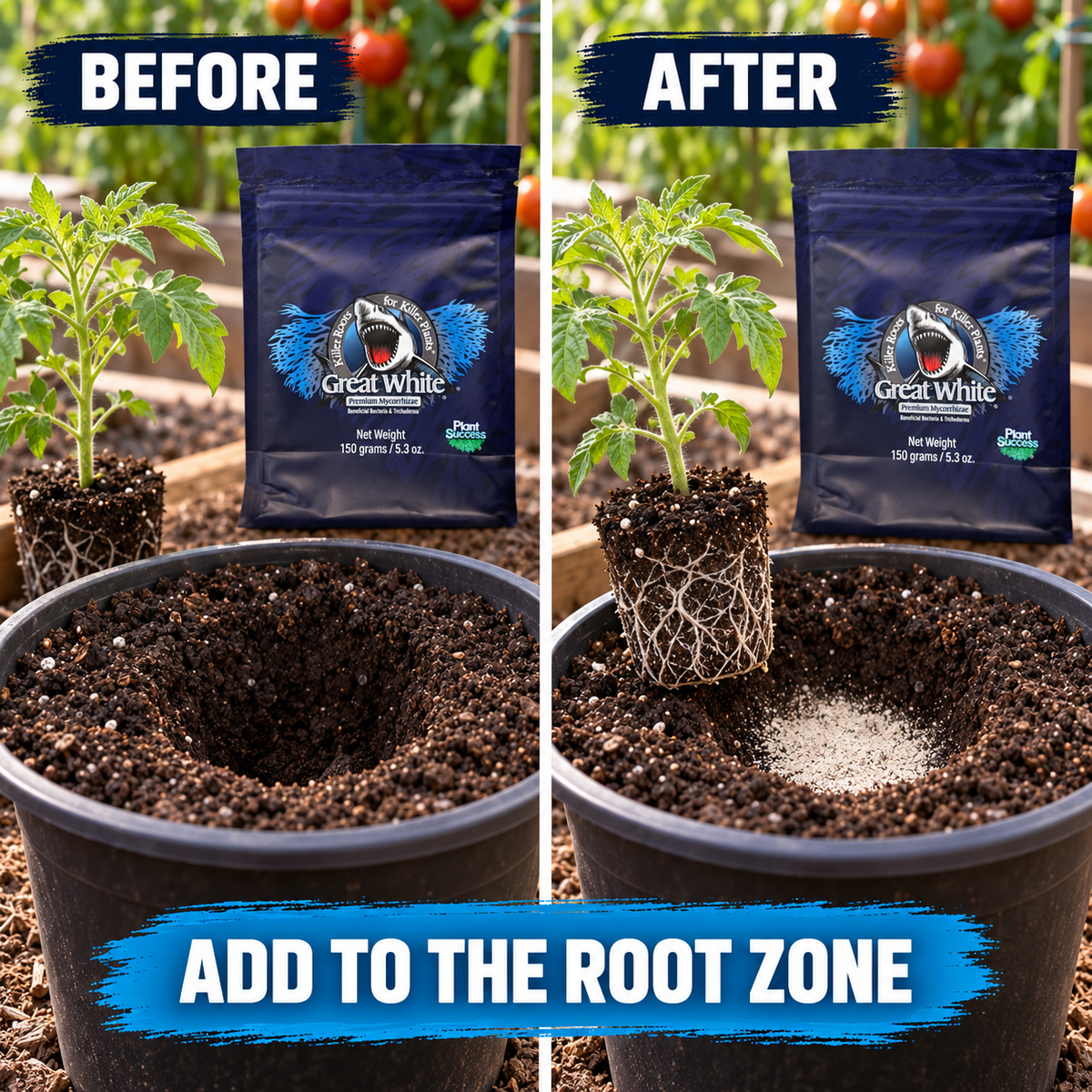 Before-and-after application setup showing the same tomato transplant before and after Great White powder is added to the planting hole.