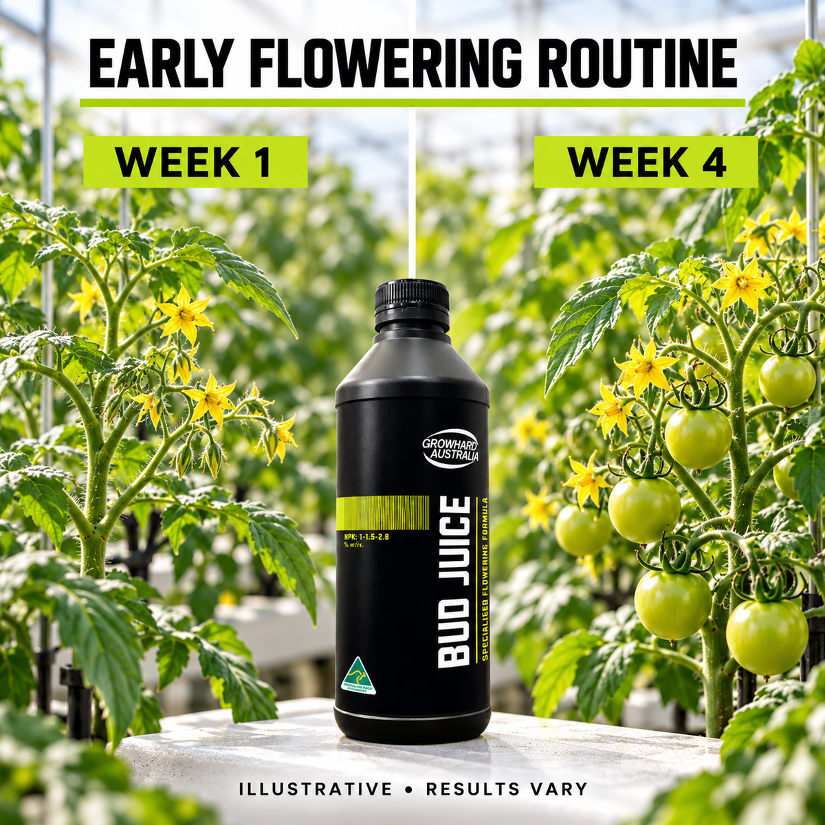 AI-created illustrative tomato flowering progression from week 1 to week 4 with Growhard Bud Juice; results vary.