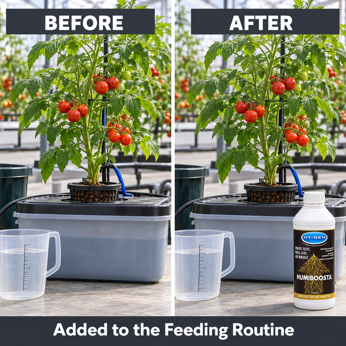 Before-and-after application setup showing the same tomato plant and reservoir before and after HY-GEN HUMIBOOSTA is added to the feeding routine.