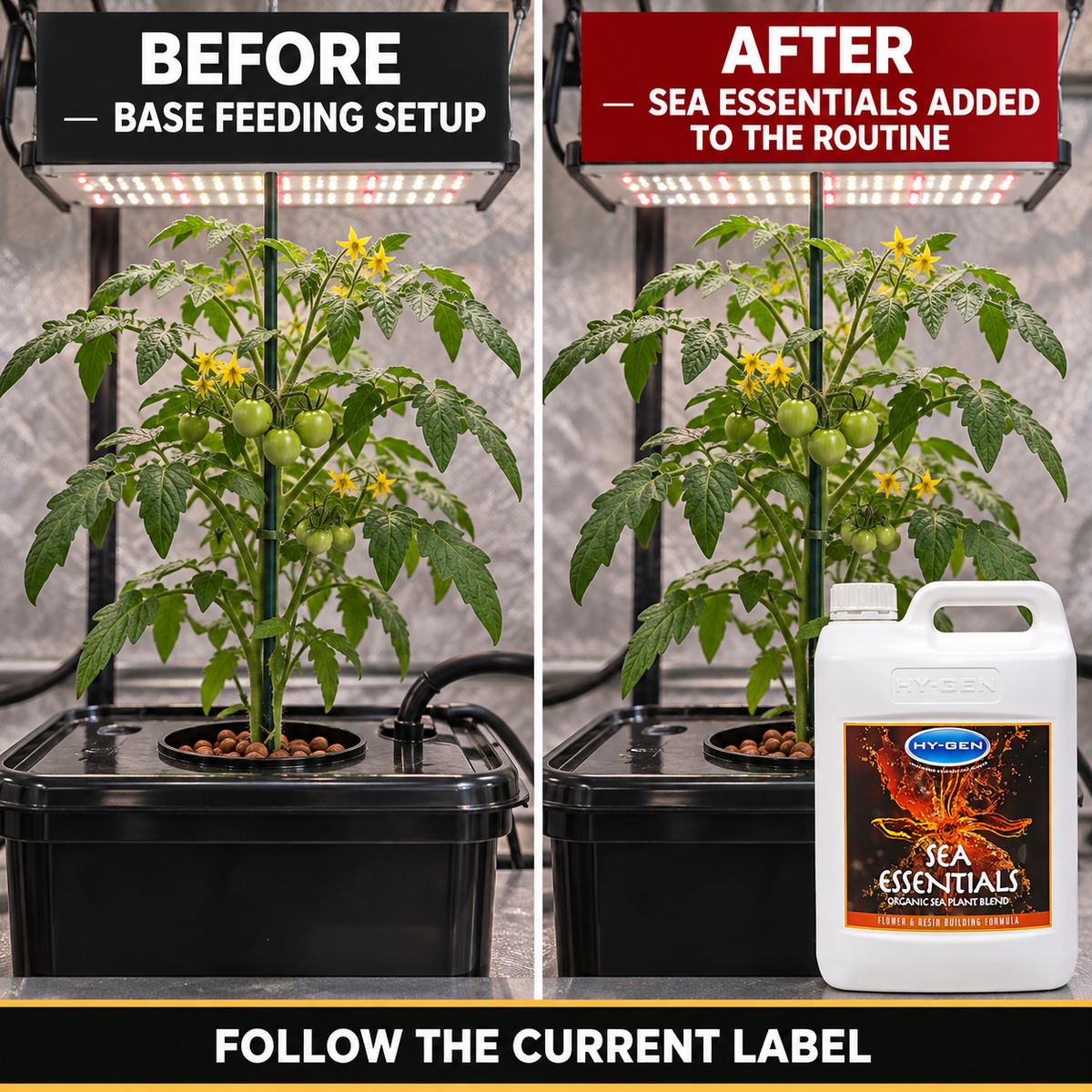 Before-and-after setup comparison showing the same tomato plant and reservoir before and after HY-GEN SEA ESSENTIALS is added to the routine.