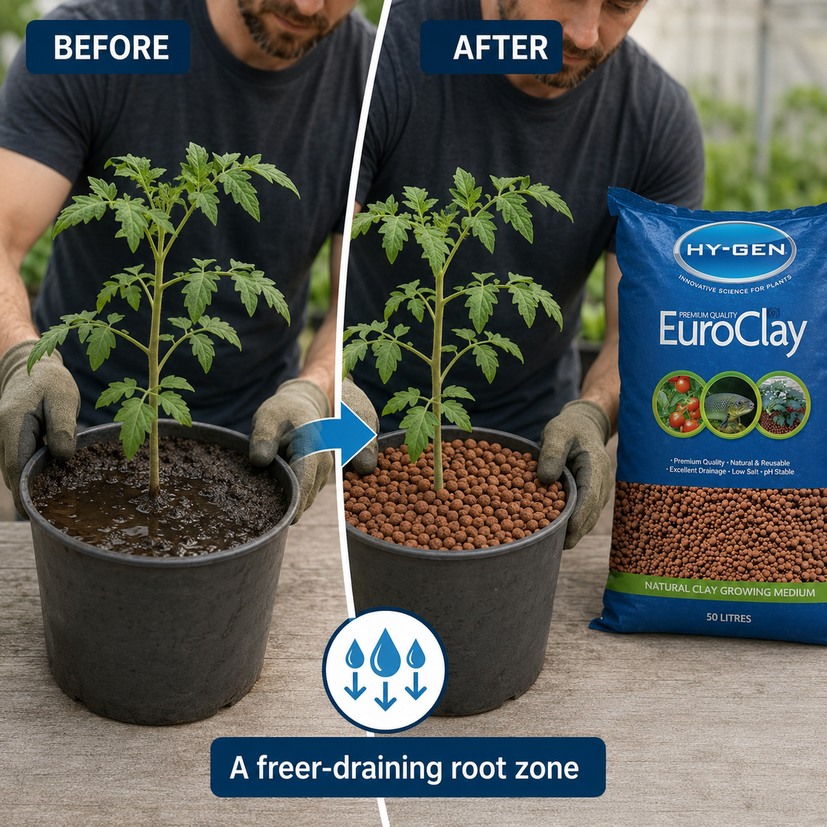 Before and after comparison showing a change from poorly draining medium to clean expanded clay pebbles with the same tomato plant.