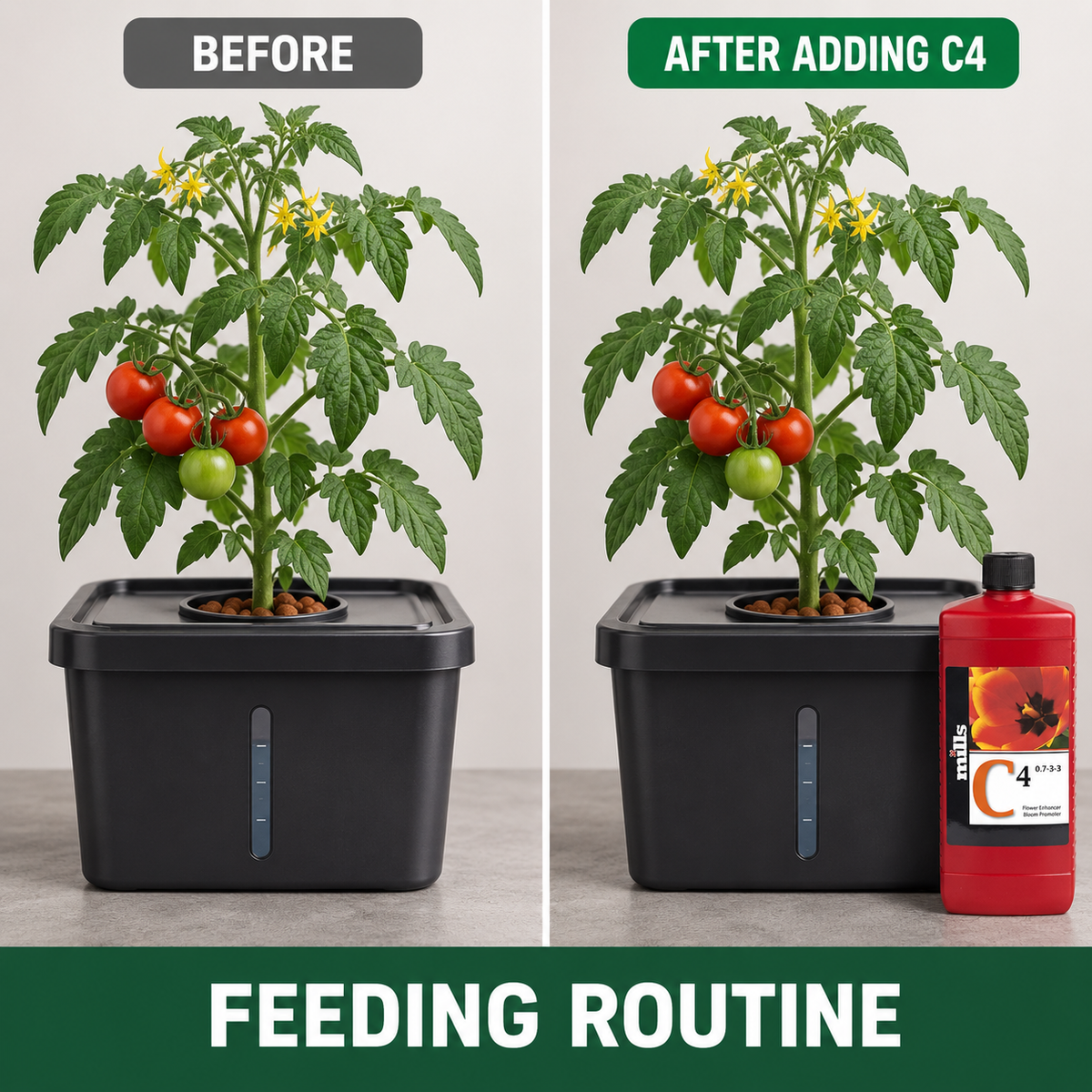 Before-and-after feeding-routine comparison showing the same tomato plant and reservoir before and after a closed Mills C4 bottle is added to the setup.