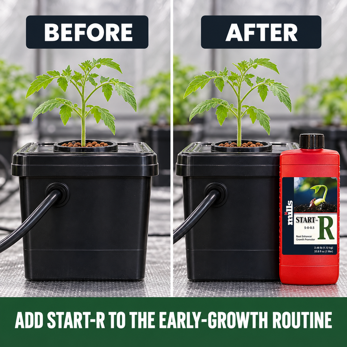 Before-and-after application setup showing the same tomato seedling and reservoir before and after Mills Start-R is added to the routine.
