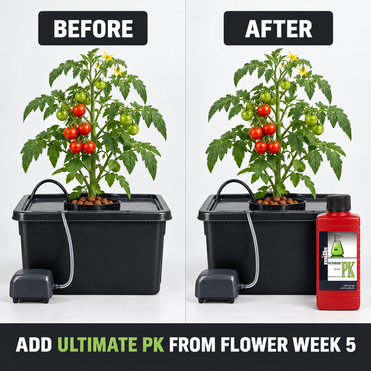 Before-and-after application setup showing the same flowering tomato plant and reservoir before and after Mills Ultimate PK is added to the routine.