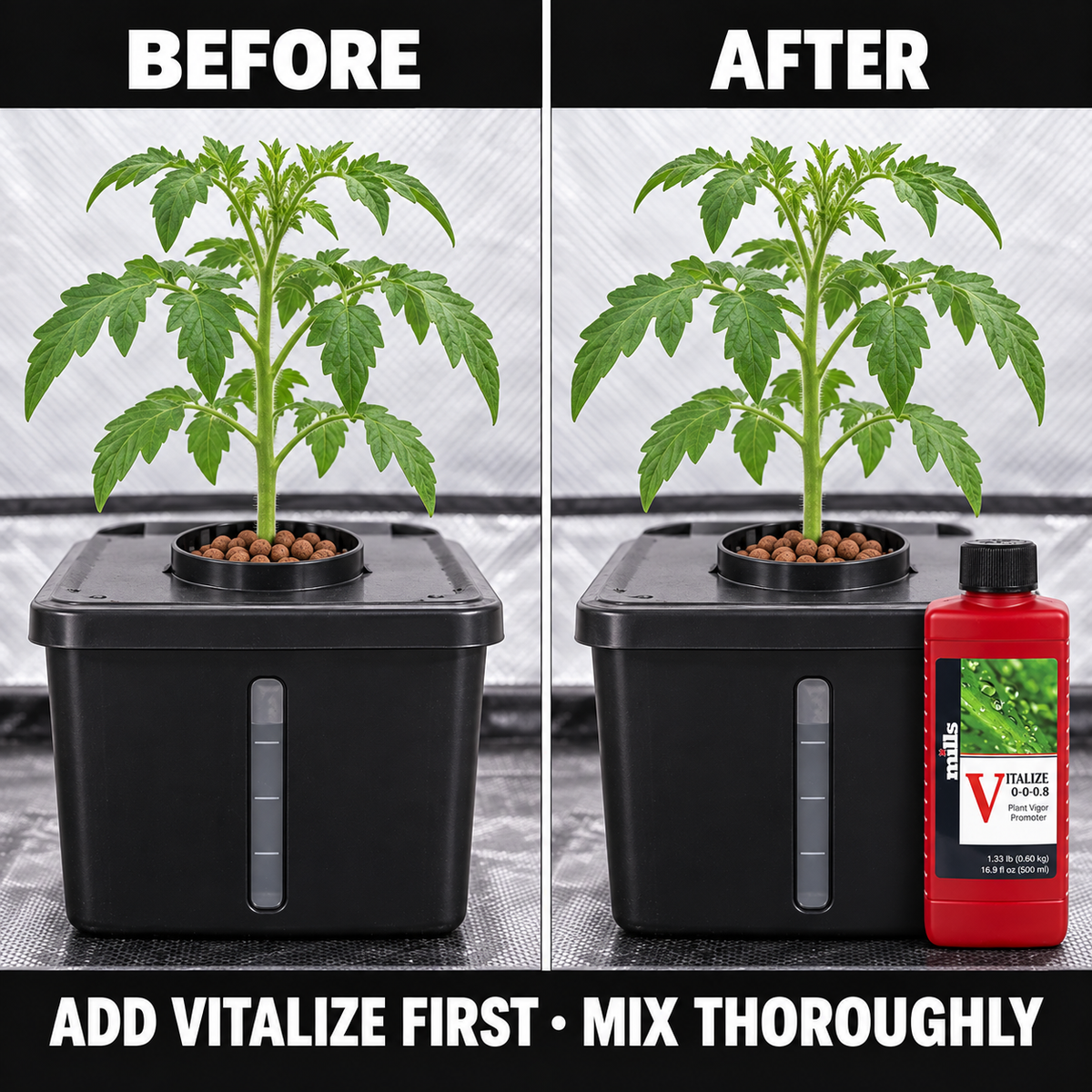 Before-and-after application setup showing the same tomato plant and reservoir before and after a closed 500mL bottle of Mills Vitalize is added to the routine.