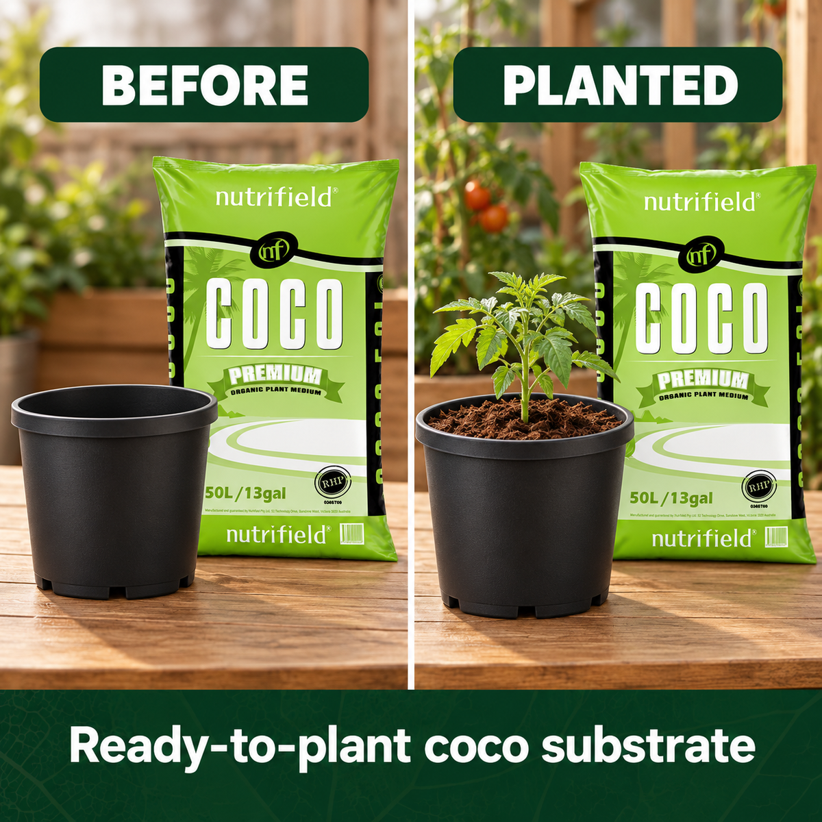 AI-created before-and-planted setup showing an empty pot and a tomato seedling planted in Nutrifield Coco Premium substrate.