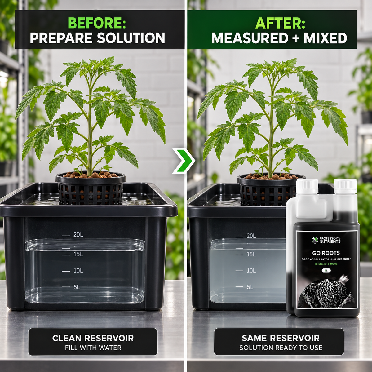 Before-and-after application setup showing the same tomato plant and reservoir before and after PROFESSORS GO ROOTS is measured and mixed; application step only.