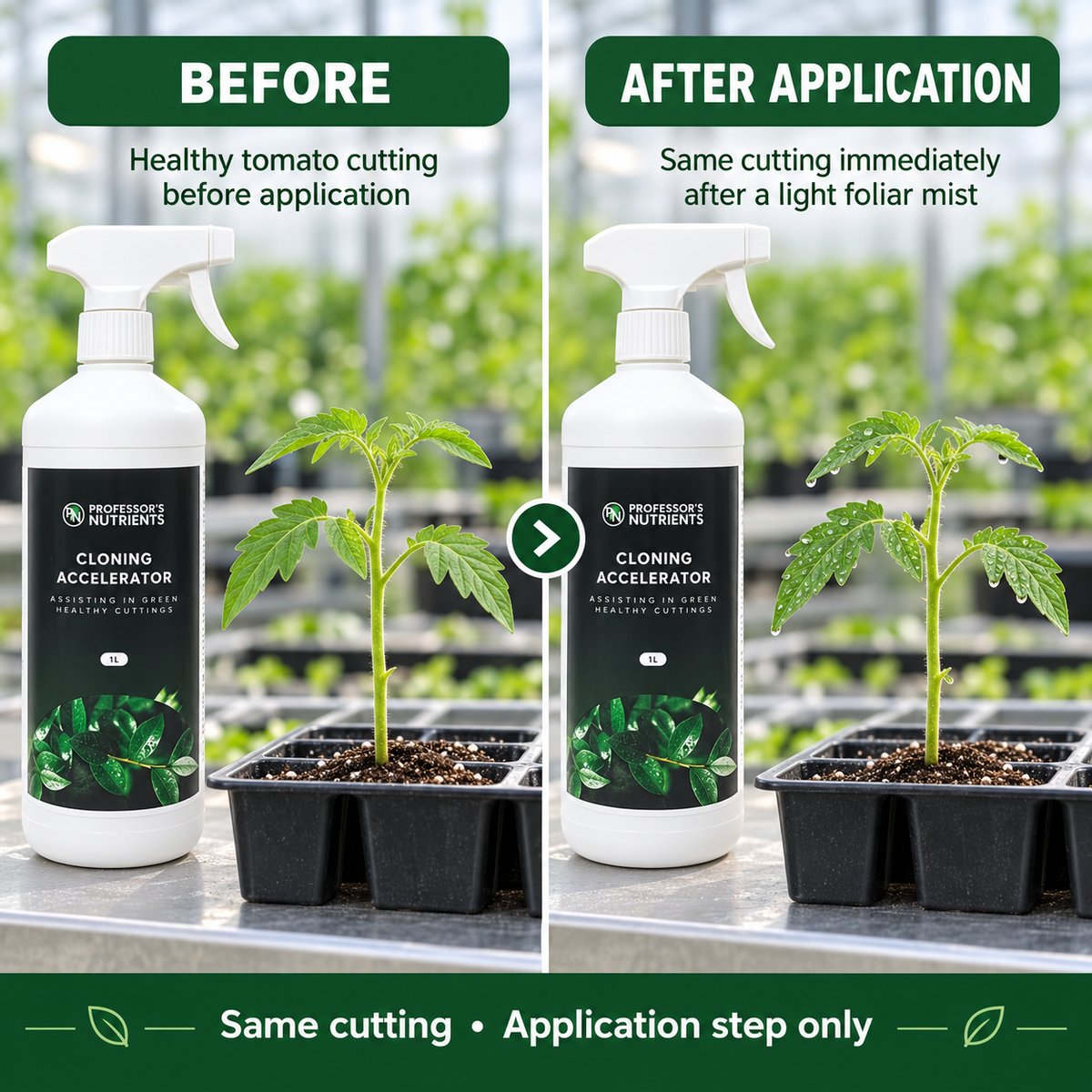 Before-and-after application setup showing the same tomato cutting before and immediately after a light foliar mist with Cloning Accelerator.